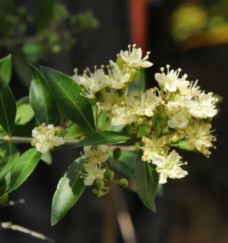 Gul Henna Attar 1